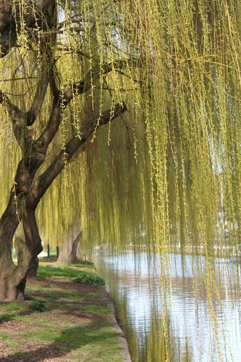 Willow Tree Scenery, Weeping Willow Photography, Willow Tree Sunset, Chinese Willow Tree, Wipping Willow Trees, Willow Asthetic, Weeping Willow Aesthetic, Willow Tree Landscape, Weeping Willow Tree Painting