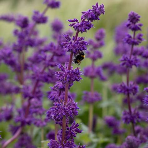 Salvia Purple Rain, Salvia Aesthetic, Salvia Verticillata, Purple Salvia, Naturalistic Garden, Garden Compost, Potted Houseplants, Flower Spike, Late Spring