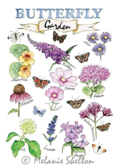 Echinacea Plant, Flowers That Attract Butterflies, Drawing Butterfly, Ivy Plants, Garden Inspo, Pollinator Garden, Attract Butterflies, Plant Drawing, Purple And Yellow