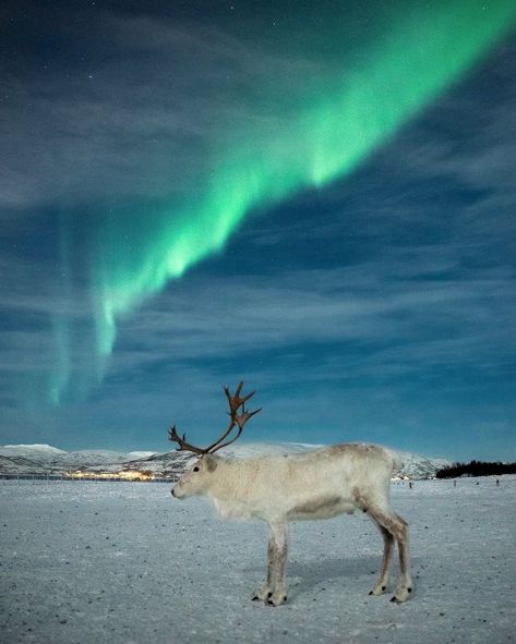 A reindeer chillin' below the green Aurora, Tromsø, Norway Tromsø Norway, Tromso Norway, Deer Photography, Green Aurora, Scandinavian Countries, Nordic Scandinavian, Call Of The Wild, Tromso, Winter Scenery