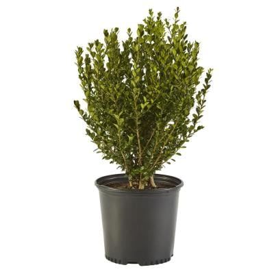 2.5 Qt. Wintergreen Boxwood Shrub Plant Boxwood Shrub, Wintergreen Boxwood, Holly Shrub, Box Wood Shrub, Southern Living Plants, Evergreen Hedge, Broadleaf Evergreen, Bush Plant, Planting Shrubs