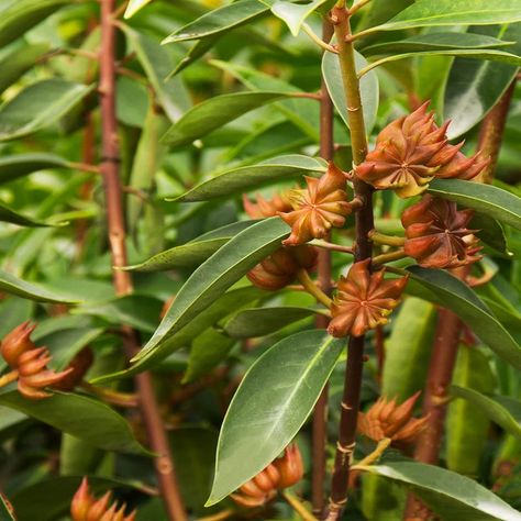 Anise Trees for Sale – FastGrowingTrees.com Anise Plant, Gardenia Trees, Anise Star, Monrovia Plants, Plants Uk, Photo Star, Flowering Tree, Plant Catalogs, Garden Vines