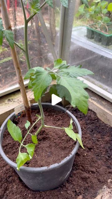 Tying Tomato Plants, Tomato Plants Growing Tips, Tomatoes Growing, Growing Tomatoes Indoors, How To Grow Tomatoes, Tomato Growing, Tips For Growing Tomatoes, David Austin Rose, Companion Gardening