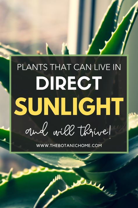 Transform your sun-drenched spaces with these top indoor plants! Discover low-maintenance foliage that thrives in bright light. #indoorplants #sundrenchedspaces #naturallighting #lowmaintenanceplants Bright Light Plants Indoor, Plants For Direct Sunlight Indoor, Full Sun House Plants Indoor, Direct Light House Plants, Indoor Plants That Like Direct Sunlight, Direct Sunlight Plants Indoor, Bright Light House Plants, Direct Sunlight Plants Outdoor, Foliage Plants Indoor