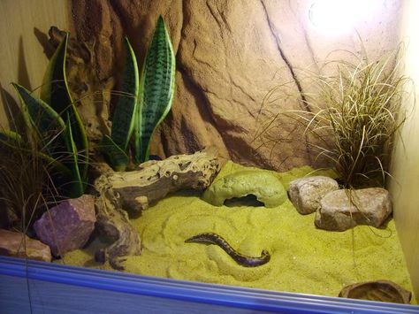 sand boa vivarium Boa Enclosure Ideas, Sand Boa Enclosure, Boa Enclosure, Kenyan Sand Boa Enclosure, Themed Snake Enclosure, Kenyan Sand Boa, Western Hognose Snake Enclosure, Garter Snake Terrarium, Desert Terrarium Reptile