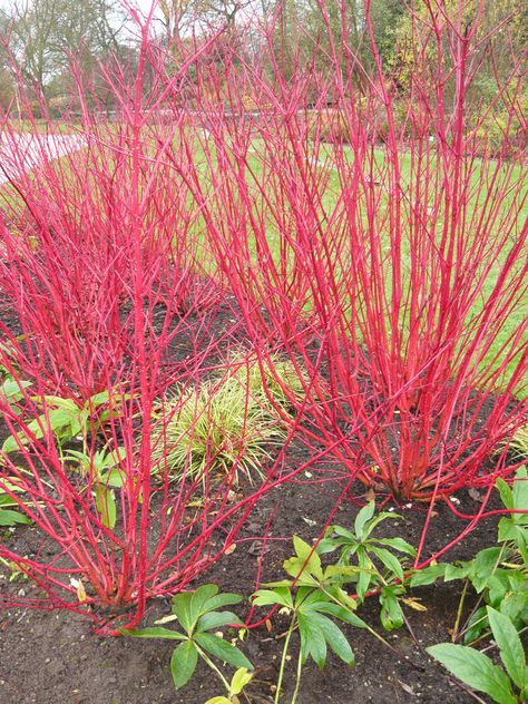 Siberiane Coral Dogwood - Red branches for winter color Dogwood Bush, Dogwood Shrub, Red Osier Dogwood, Red Dogwood, Red Twig Dogwood, Twig Dogwood, Red Plants, Dogwood Trees, Fast Growing Trees