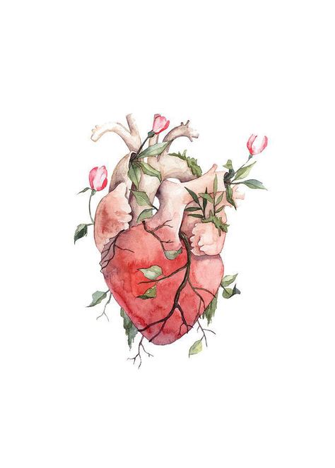 Heart Anatomy Drawing, Anatomical Heart Drawing, Anatomical Heart Art, Frida Art, Heart Anatomy, Arte Van Gogh, Heart Illustration, Heart Drawing, Heart Painting