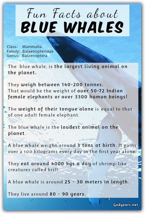 The  blue whale, is the largest living animal on the planet.   They weigh between 140 -200 tonnes. That would be the weight of over 50 - 72 Indian female elephants or over 3300 human beings!  The weight of their tongue alone is equal to that of one adult female elephant.  The blue whale is the loudest animal on the planet.  A blue whale weighs around 3 tons at birth. It gains over a 100 kilograms every day in the first year alone.  They eat around 4000 kgs a day of shrimp-like creatures calle... Blue Whale Infographic, Whale Facts For Kids, Whale Activities, Blue Whale Facts, Whales Watercolor, Female Elephant, Easy Science Projects, Whale Facts, Whale Species