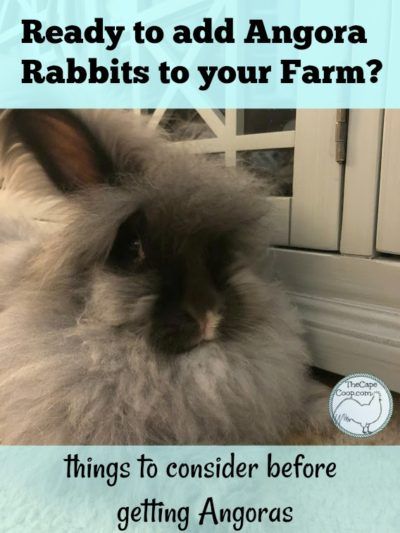 Backyard Rabbits, Homestead Livestock, Fiber Animals, Homestead Animals, Homestead Blog, Young Rabbit, Rabbit Farm, Meat Rabbits, Modern Homestead