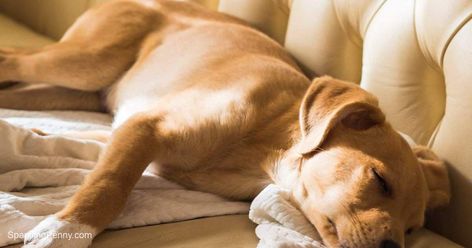 How To Remove Dog Smell From A Leather Couch - SparklingPenny Pet Smell Out Of Couch, Cleaning Leather Couch, Dog Pee Smell, Pet Odor Remover, Faux Leather Couch, Pee Smell, Dog Spray, Dog Pop, Pet Smell