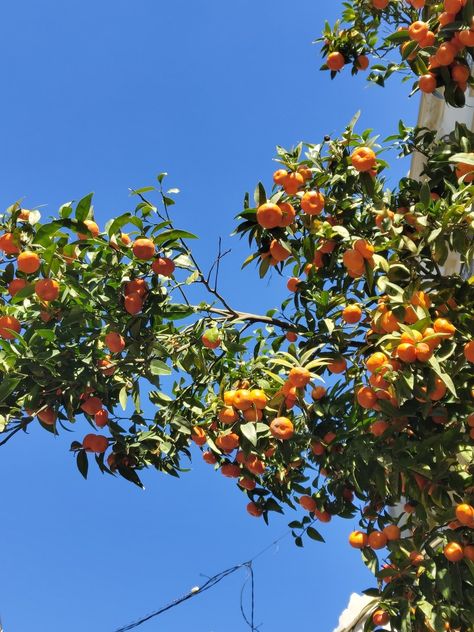 Orange trees everywhere in Valencia Orange Trees, Orange Tree, Mbti, Valencia, Trees, Orange