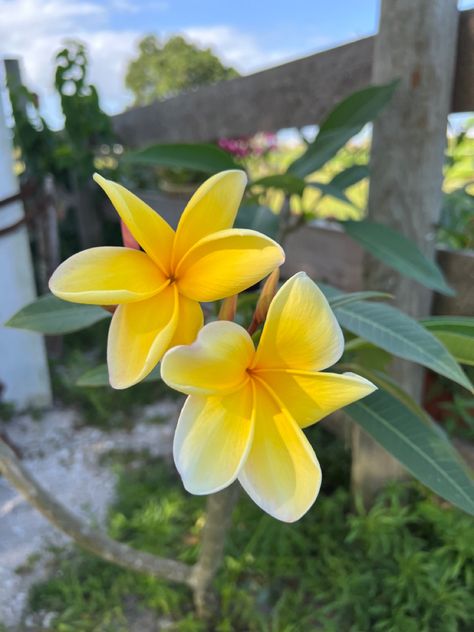 Plumeria yellow Flores Plumeria, Yellow Plumeria, Florida Flowers, Florida, Yellow, Plants, Flowers