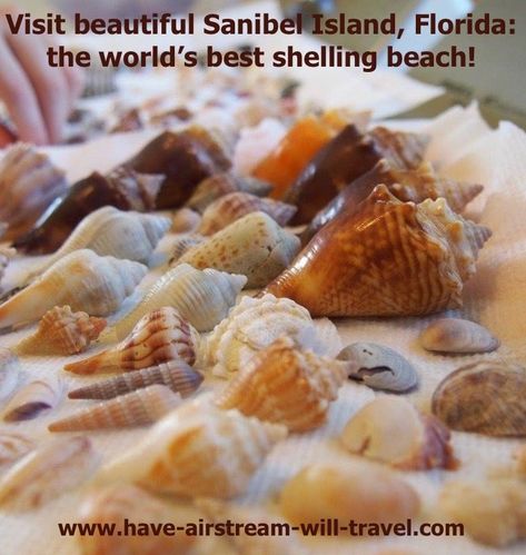 Sanibel Island Shells, Sanibel Island Beaches, Florida Seashells, Florida Beaches Vacation, Florida Travel Destinations, Southern Florida, Sanibel Island Florida, Florida Destinations, Captiva Island