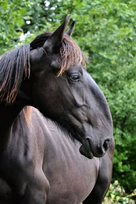 Akhal-teke, Rare Horse Breeds, Rare Horses, Pony Breeds, Horse Show Clothes, Barrel Racing Horses, Types Of Horses, Draft Horses, Horse Equestrian