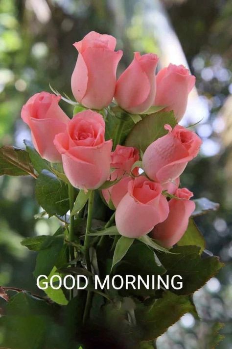 Good Morning Rose Gif, Good Morning Rose, Rose Gif, Good Morning Wishes Gif, Good Morning Dear Friend, Good Morning Flowers Rose, Good Morning Coffee Gif, Flowers Quotes, Purple Flowers Wallpaper