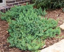 Juniperus conferta 'Blue Pacific' Shore Juniper @ DMF Gardens Shore Juniper, Juniper Shrub, Juniper Plant, Nursery Landscape, Drought Tolerant Shrubs, Types Of Mulch, Shade Tolerant Plants, Erosion Control, Tree Top