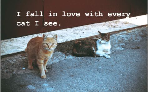 Cat Love Captions Instagram, Keyboard Cat, Cat Captions, Cat Love Quotes, Love Captions, Street Cat, Smelly Cat, Nyan Cat, True Purpose