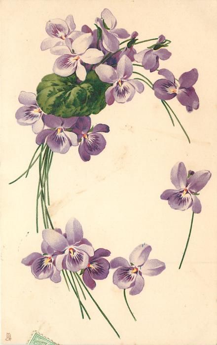 violets left and top, single violet right - TuckDB Postcards Violet Flower Tattoos, Violet Tattoo, Sweet Violets, Violet Flower, Vintage Cards, Botanical Illustration, Vintage Postcards, Flower Tattoos, Botanical Art