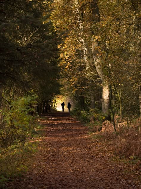 Witchy Academia, Feminine Tomboy, Walk In The Forest, Couples Walking, Cottage In The Woods, Forest Road, Forest Art, Walk In The Woods, Deep Forest