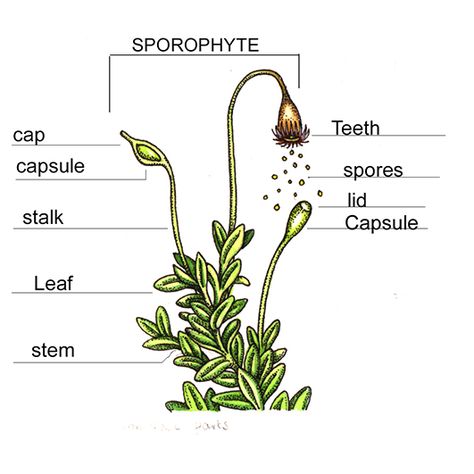 Moss anatomy scientific diagram by lizzie Harper natural history illustration botanical illustration of Moss Moss Diagram, Moss Tattoo, Moss Drawing, Moss Illustration, Lizzie Harper, Flower Science, Biology Drawing, Shakespeare Garden, History Illustration