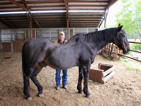 Equine Bodywork, Cowboy Dressage, Horseback Riding Tips, Sway Back, Healthy Horses, Riding Tips, Hitching Post, Horse Facts, Equine Therapy