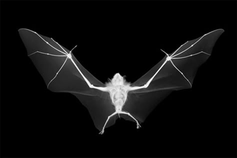 Bat ray .... Xray Art, X-ray Images, Witchy Women, Arte Grunge, Fruit Bat, Radiology, British Artist, X Ray, Animal Photography