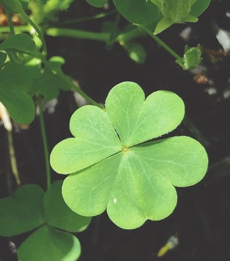 Lucky girl syndrome 🍀🌈✨ #luckygirlsyndrome #lucky #stpatricksday #itsstpatricksday #springvibes #luckygirl #manifesting #dreamscometrue #eggdonor #eggdonation Tina Core Aesthetic, Happy Go Lucky Aesthetic, Green Aesthetic Men, Lucky Charm Aesthetic, Jadecore Aesthetic, Green Character Aesthetic, Elaina Core, Money Aesthetic Green, Chance Aesthetic