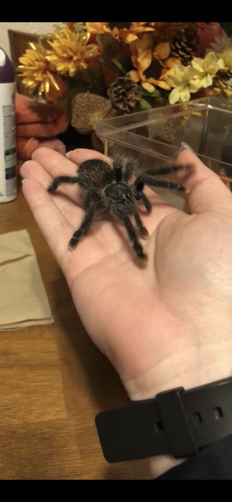 Charolette my Pink Toe Tarantula 💞 Pink Toed Tarantula, Pink Toe Tarantula, Spooky Spiders, Pink Toes, Whitetail Deer, Bearded Dragon, Spiders, Animals, Pink