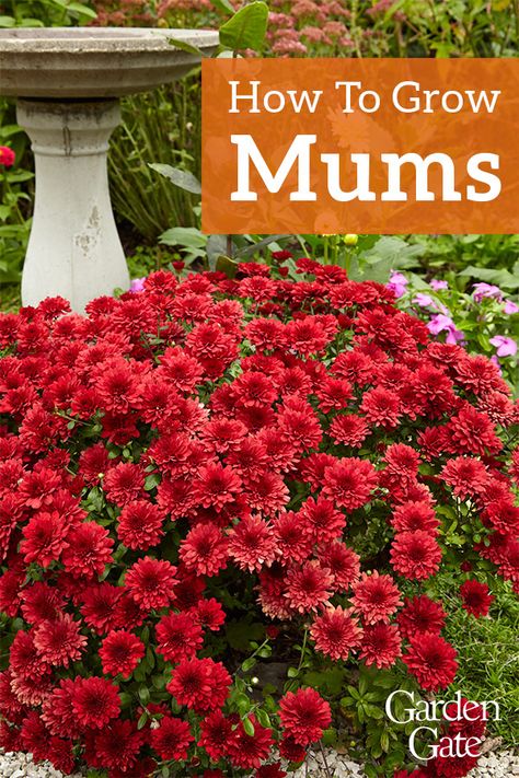 Yellow Mums Flowers, Growing Mums From Seed, How To Grow Mums From Seed, Garden Mums Landscape, Mums Planted In Ground, Mums In Flower Bed, Planted Mums Front Yard, Mum Garden Ideas, Mums In Landscaping