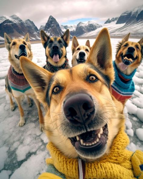 Group Of Dogs, Funny Animal Photos, Dog Selfie, Animal Groups, Dog Wallpaper, Doberman Pinscher, Art And Illustration, Cute Animal Pictures, Animal Wallpaper