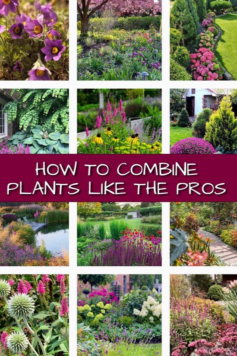 Plant Pairings, Architectural Plants, Plants In Pots, Plant Help, Sun Plants, Free Plants, Plant Combinations, Garden Landscape Design, Focal Points