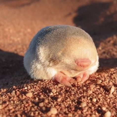 Baby Mole, Turtle Facts, Sculpture Inspiration, Skin Tags, Lovely Creatures, Silly Animals, Sand Dunes, Cute Creatures, Zoo Animals