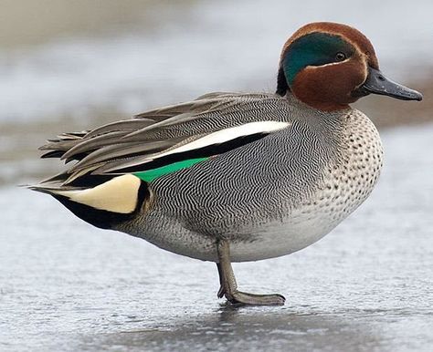 Green Winged Teal, Green Wing Teal, Waterfowl Taxidermy, Teal Duck, Duck Stamp, Blue Winged Teal, Green Wing, Duck Duck, Bird Species