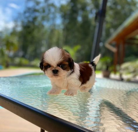 (Eight Three One) Three Four Six - Four One Four Nine

Mini Shih Tzu Puppies Available. For more information Contact Us Via The Number 👆 Tea Cup Puppies, Teacup Shih Tzu, Big Dogs Breeds, Biggest Dog In The World, Micro Teacup Puppies, Teacup Puppy, Tiny Puppy, Teacup Dog, Biggest Dog