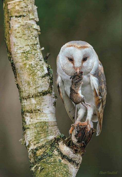 Tyto alba: Normally nocturnal predators, Barn Owls hunt on silent wings in open fields and meadows. Barn Owls, Nocturnal Birds, Pretty Birds, Barn Owl, Cute Owl, Birds Of Prey, A Mouse, Bird Feathers, Owls