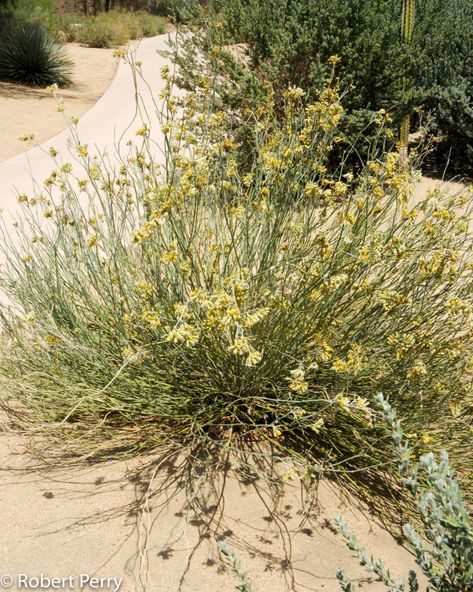 Milkweed Fiber, Butterfly Milkweed Plant, Orange Milkweed, Desert Milkweed, Tropical Milkweed, Patio Areas, Xeriscape Landscaping, Slow Flower, Waterwise Garden