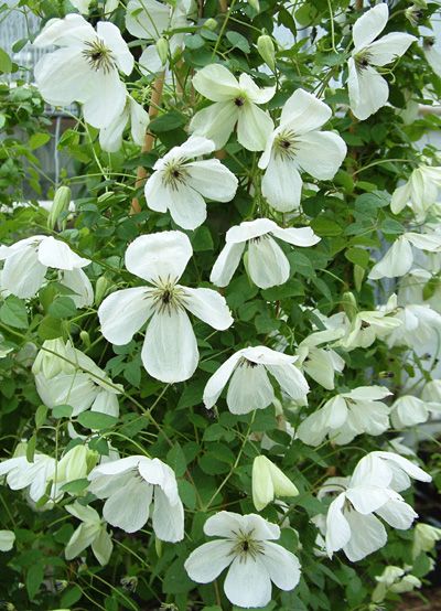 White Clematis, Song Sparrow, Rock Garden Plants, Clematis Vine, Plant Zones, Dogwood Blossoms, White Plants, Mid Summer, Group 3