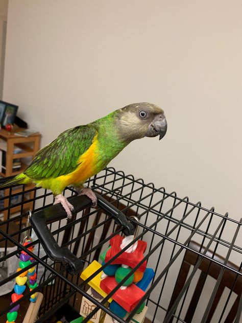 Adorable baby Senegal parrot Golden Shouldered Parrot, Parrot Pet Aesthetic, Senegal Parrot, African Grey Parrot Funny, African Grey Parrot Toys, Human Babies, Birdy, Parrot, Birds