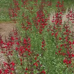 Page 4 | Deer Resistant Perennials | American Meadows | Page 4 Red Salvia, Salvia Plants, Artificial Grass Carpet, Red Sage, Deer Resistant Perennials, Swamp Milkweed, American Meadows, Perennial Border, Long Flowers