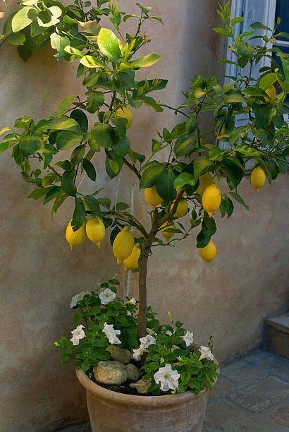 Lemon Tree Potted, Bedroom Plants Decor, Citrus Tree, Tattoo Plant, Potted Plants Outdoor, Plant Tattoo, Veg Garden, Citrus Trees, House Plants Decor