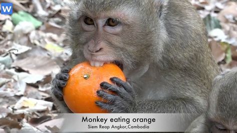 monkey bite orange Monkey Eating, A Monkey, Angkor, Cute Animals, Orange, Animals