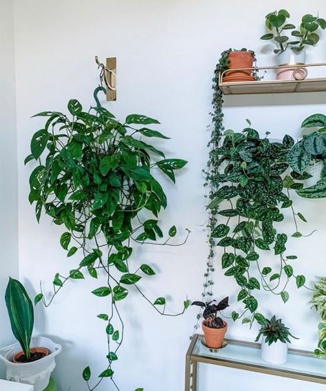 Monstera Adansonii Hanging, Monstera Vine, Desk Green, Hanging Indoor Plants, Easy Houseplants, Easy Indoor Plants, Tropical Orchid, Cheap Office Decor, Monkey Mask