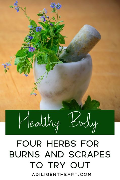 Four Herbs for Burns and Scrapes to Try Out #healthybody #HealthyHome+Mind+Body #herbal #herbs Herbs For Burns, Burn Ointment, Learning Herbs, How To Heal Burns, Chest Congestion, Essential Oils For Skin, Holistic Remedies, Alternative Treatments, Organic Honey