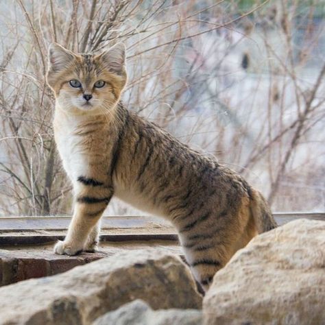 Cats That Are Disappearing From The Wild | Bored Panda Wild Cat Species, Small Wild Cats, Sand Cat, Cat Species, Gorgeous Cats, Cat Family, Cheetahs, Small Cat, Domestic Cat