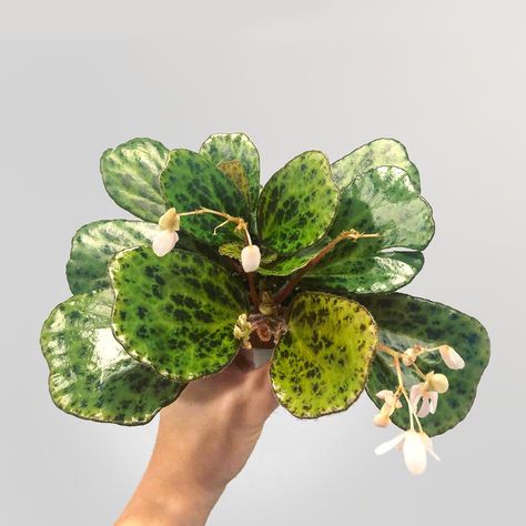 This a very cute begonia, it has unique succulent spatulate leaves and very compact growth which would be perfect for a small to medium size terrarium.  This species was discovered in 2010 on Palawan Island in the Philippines, and it was found growing on rocks. I personally have no issue with growing it in pure sphagnum moss or regular houseplant potting mix.  The cover photo is my mother plant, you will receive a plant that's similar to the last two photos, I can provide photos of your exact plant per request. Palawan Island, Sphagnum Moss, Plant Aesthetic, Terrarium Plants, Mother Plant, Propagating Plants, Nature Plants, House Plants Indoor, Pretty Plants