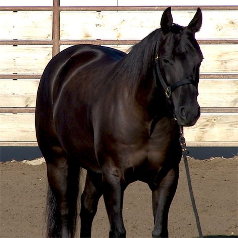 Gorgeous dappled black Quarter Horse gelding for sale Black Quarter Horse, Quarter Horses For Sale, Spirit Warrior, Barrel Horses, Horse Black, Horse Pics, Beautiful Horse Pictures, Quarter Horses, Barrel Horse