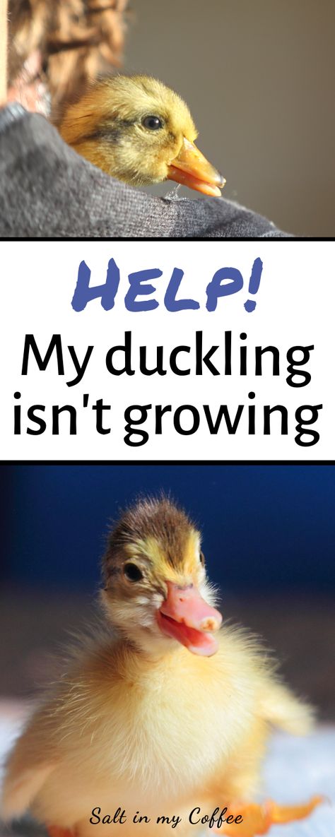 If you have a duckling that seems much smaller than its siblings, and doesn't appear to be growing, you may have a runt duckling. Here's what to do. #ducks #ducklings #duckkeeping #backyardpoultry Duck Enclosure, Duckling Care, Keeping Ducks, Failure To Thrive, Raising Ducks, Duck And Ducklings, Raising Goats, Duck House, Large Tub