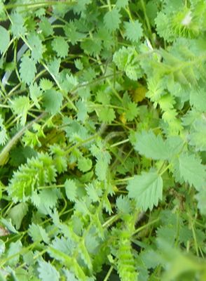 Salad burnet, while not considered one of the major additions to the herbal pharmacopoeia, is still a decorative and endearing herb.The plant name, Sanguisorba, gives clue to its ability to staunch blood from wounds, and is closely related to the alchemilla genus which are used in the same manner. The plant is healing, tonic, styptic and cooling, having much the same medicinal qualities as the less tasty medicinal burnet(Sanguisorba officinalis) burnet was most often served in wine. Salad Burnet, Herbal Alchemy, Sanguisorba Officinalis, Dream Career, Veggie Garden, Medicinal Herbs, Medicinal Plants, Gardening Ideas, Herb Garden