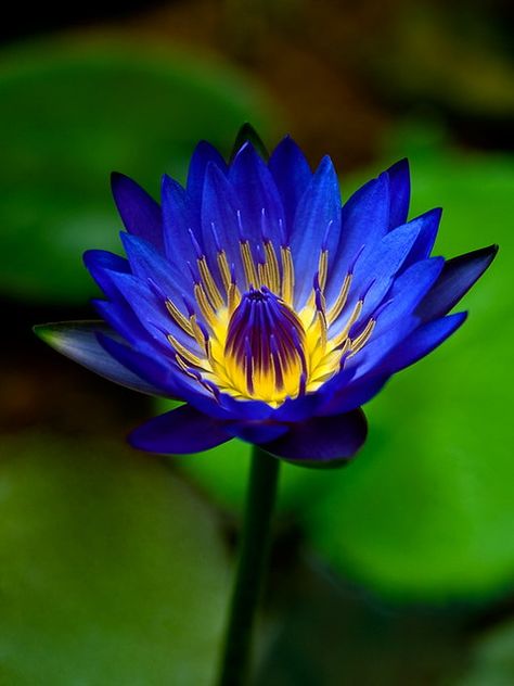 Blue Water Lily, Monet Garden Giverny, Lotus Flower Pictures, Blue Lotus Flower, Garden Flower Beds, Water Lilly, Blue Lotus, Aquatic Plants, Water Lily