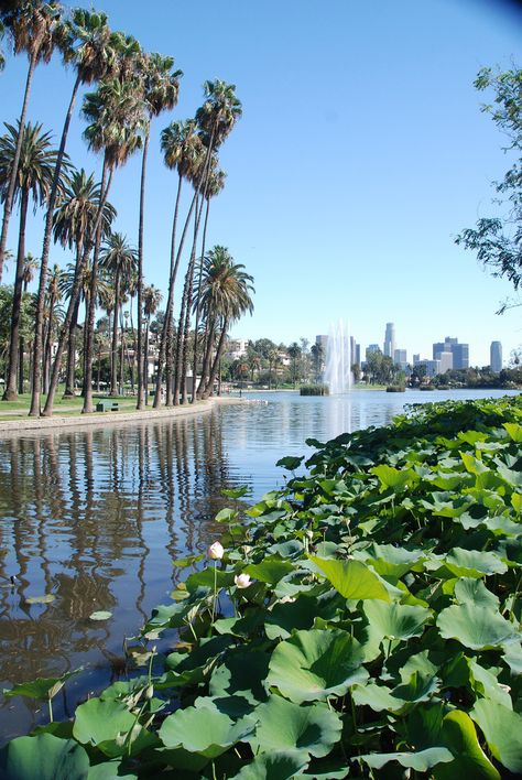 Echo Park Lake, Los Angeles, California Echo Park Lake, Los Angeles Downtown, Los Angeles Parks, California Camping, West Coast Road Trip, Vacation Tips, Travel Plan, City Of Angels, California Dreamin'